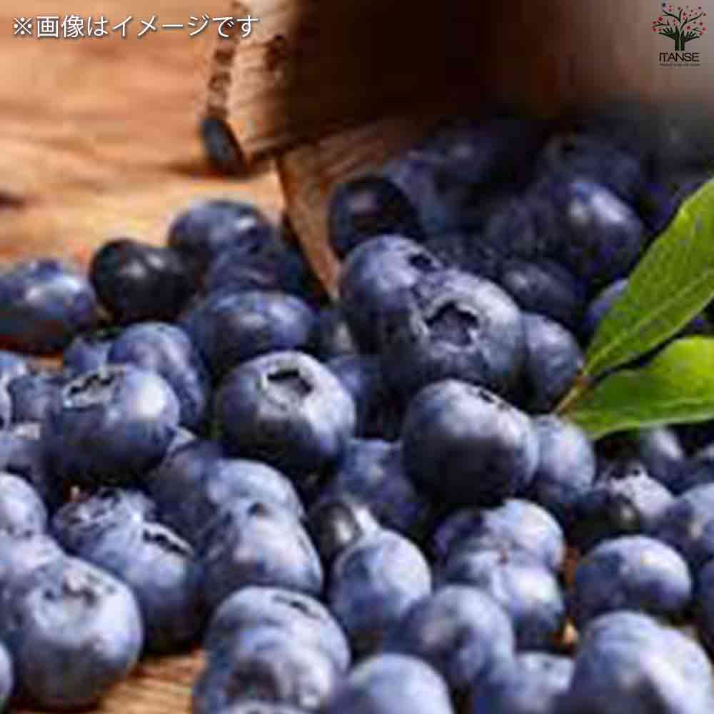 ブルーベリー ラビッドアイ系 フェスティバル 【果樹の苗木 5号