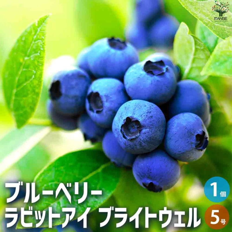 ブルーベリーの苗木 ラビットアイ系 ブライトブルー【果樹苗／5号