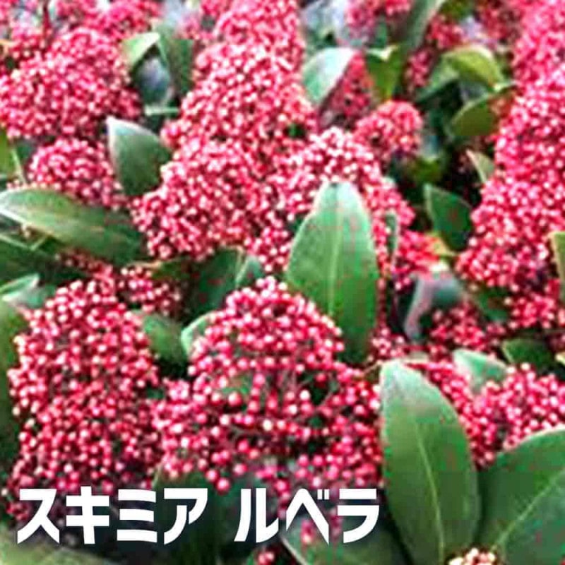 ユーカリの苗木 グニー【庭木 8号ポット／1個売り】｜ 【植物の