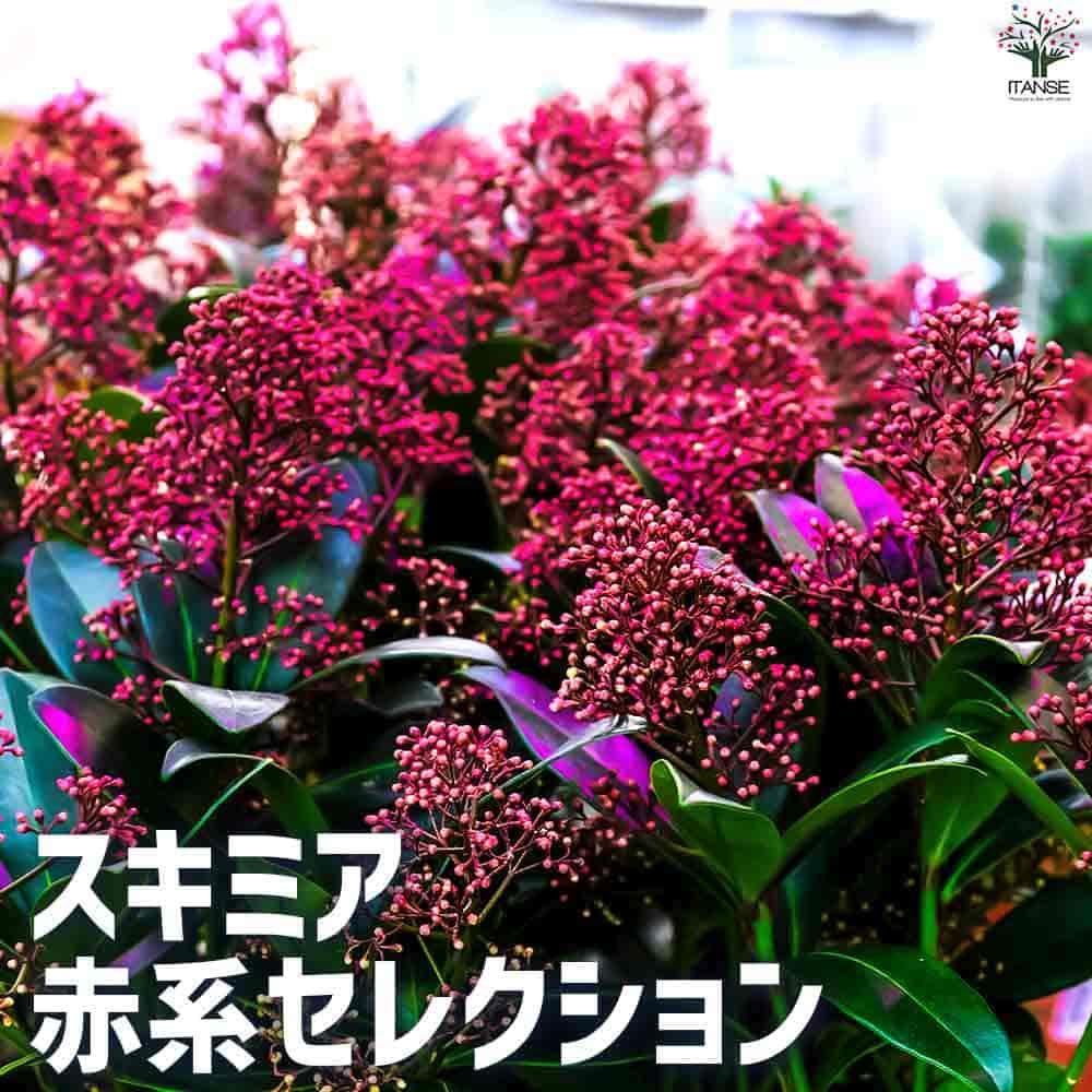 ITANSE スキミア セレクション 庭木 3号ポット/お買い得4個セットガーデニング 園芸品種 イタンセ公式 ITANSE スキミア セレクション 庭木 3号ポット&frasl;お買い得3個セット
