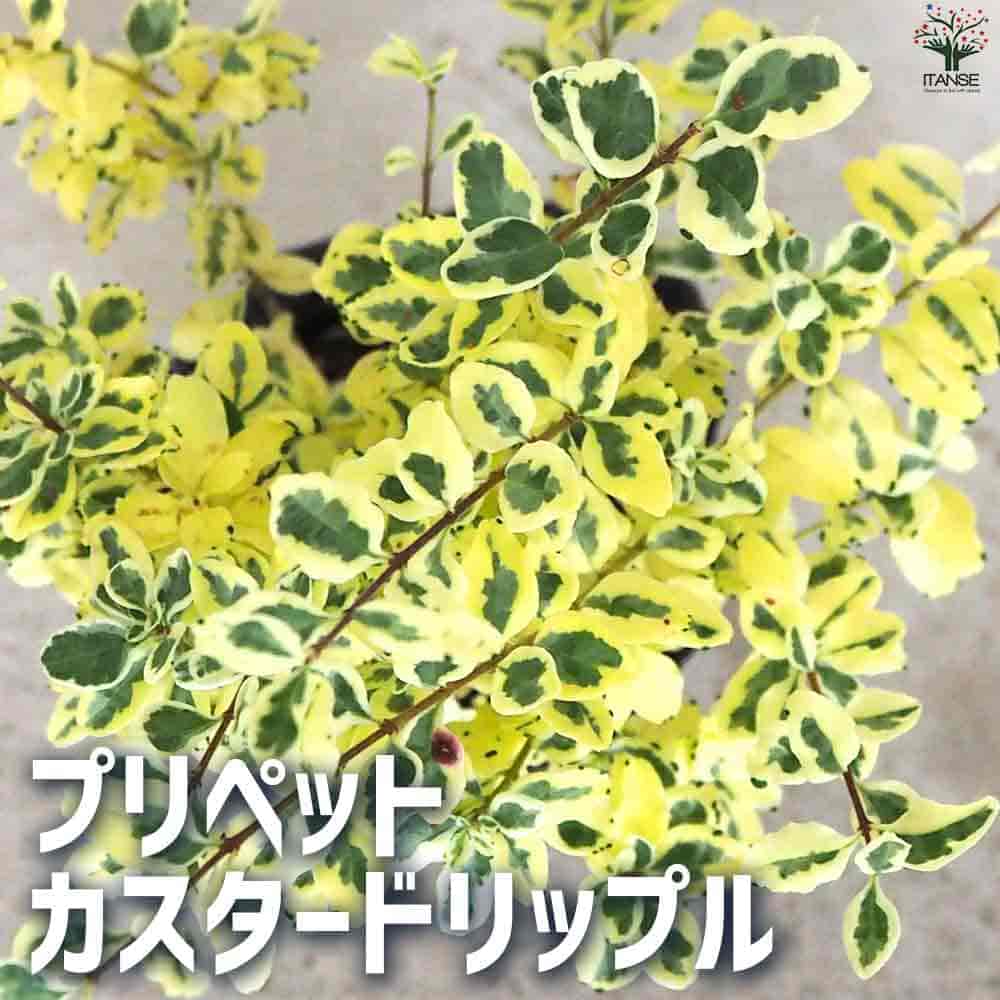 プリペット カスタードリップル 【庭木 2.5号ポット】