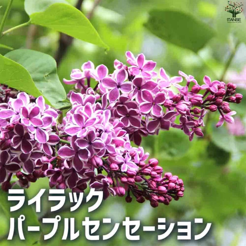 (専用)セントポーリア 61wbDRfiBCL._UF1000,1000_QL80_.jpg