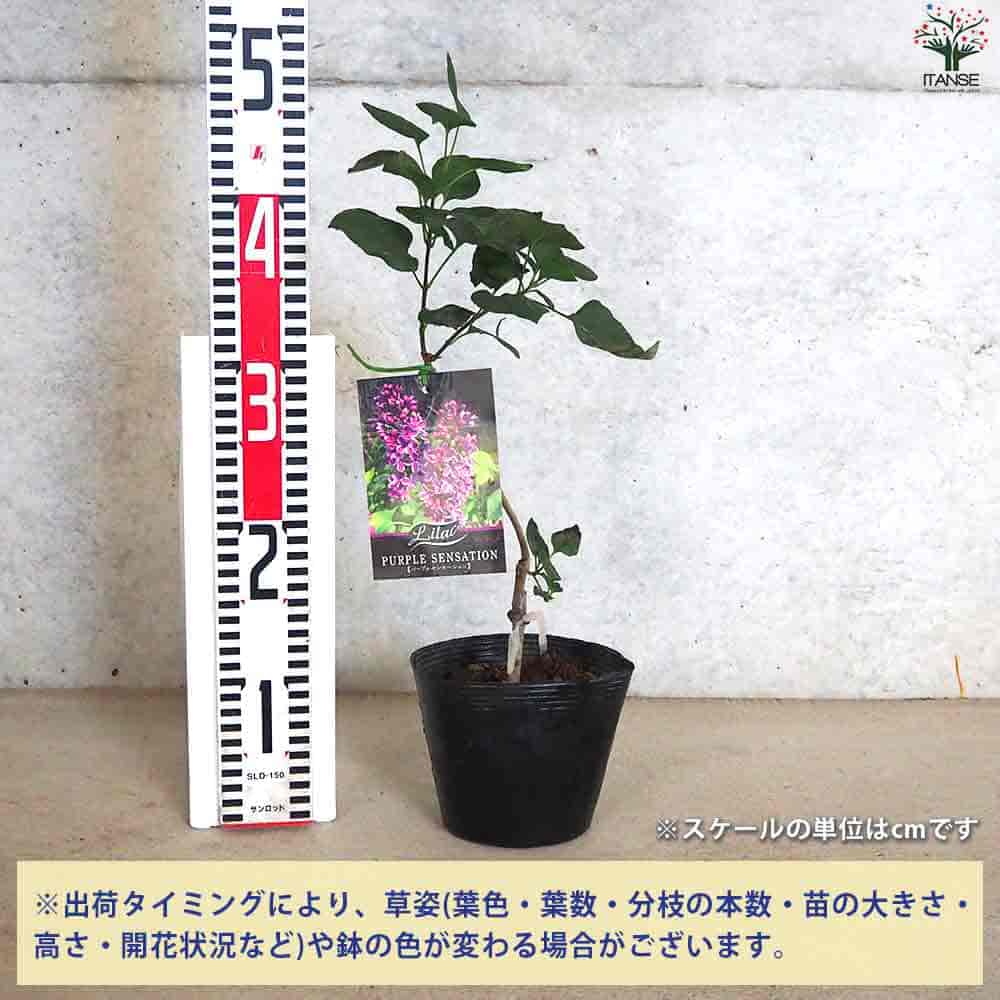 ライラック センセーション 接木苗 6号鉢 ライラック：センセーション6号ポット の通販 | 園芸ネット