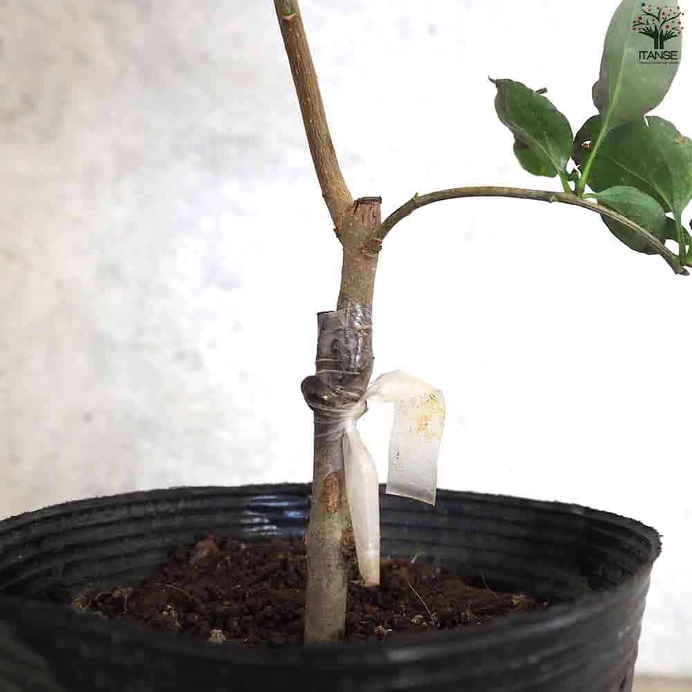 ライラック パープルセンセーション 【庭木 4.5号ポット】｜ 【植物の