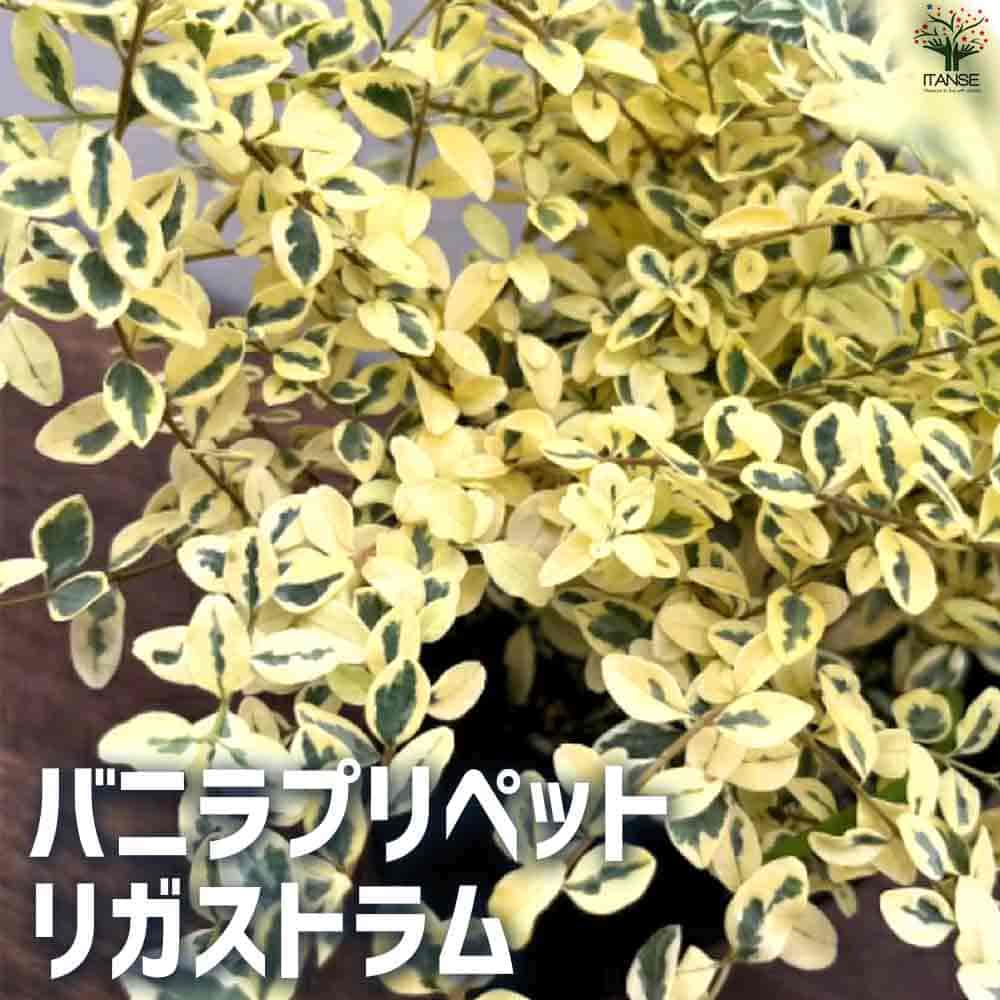 バニラプリペット リガストラム 【庭木 6号鉢】