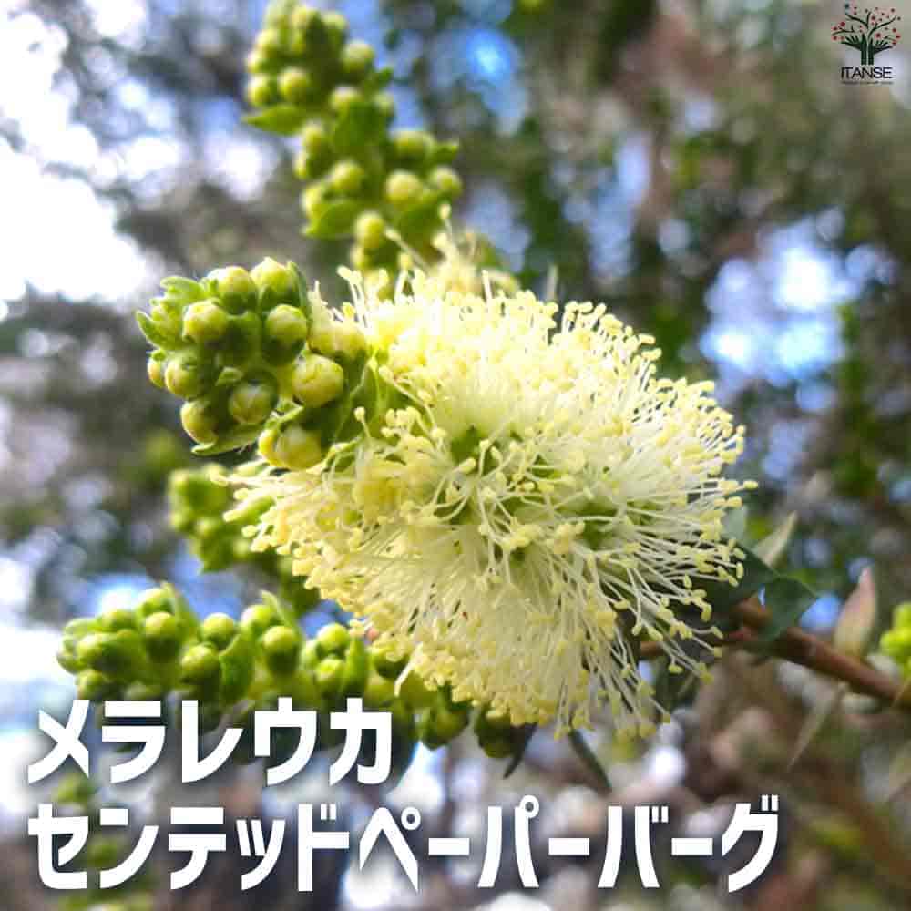 メラレウカ センテッドペーパーバーグ 【庭木 5号鉢】