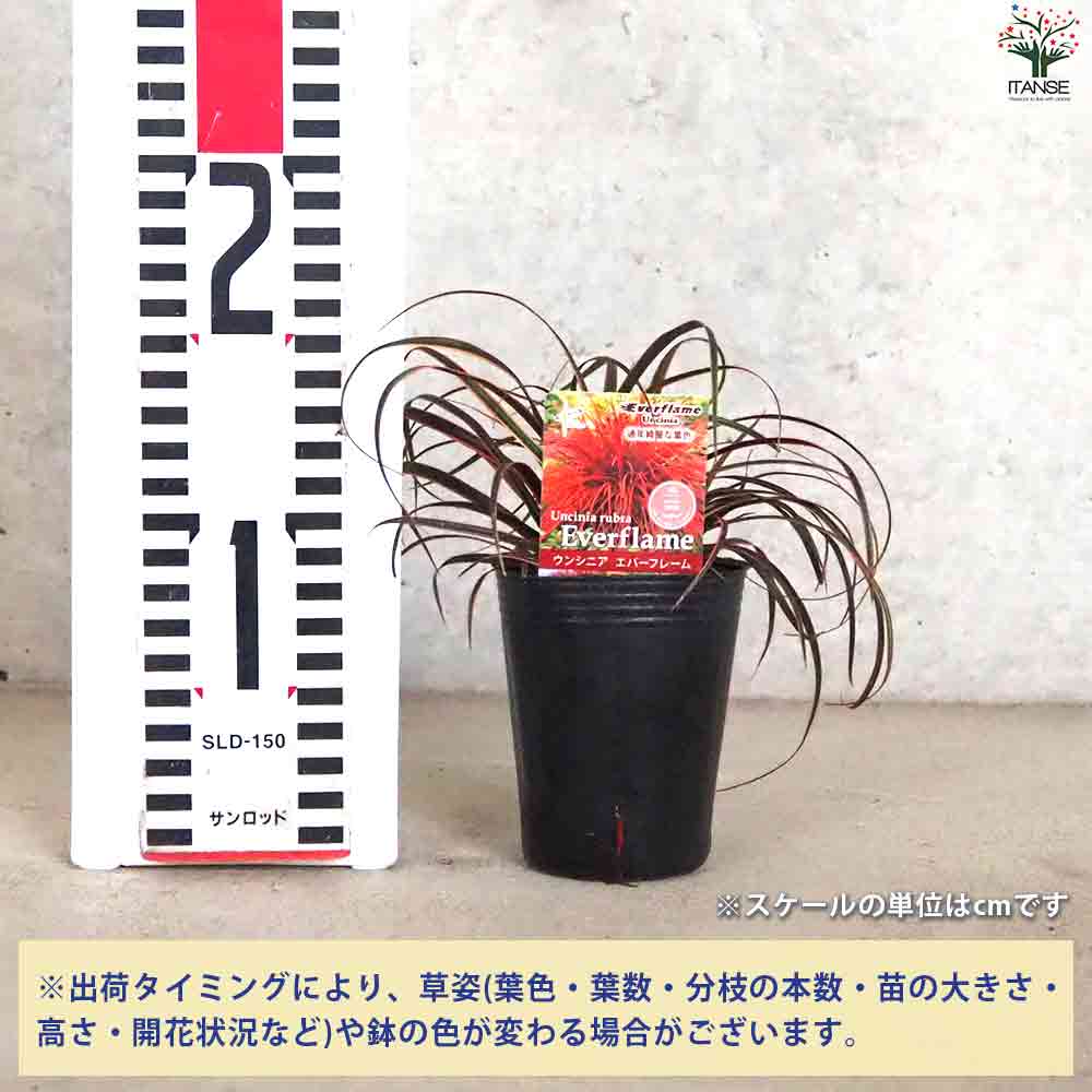 ウンシニア エバーフレーム 【花苗 2.5号ポット】｜ 【植物の