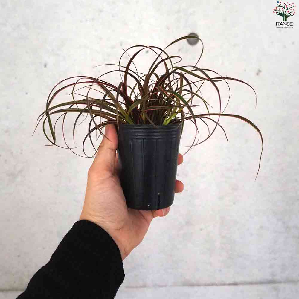 ウンシニア エバーフレーム 【花苗 2.5号ポット】｜ 【植物の