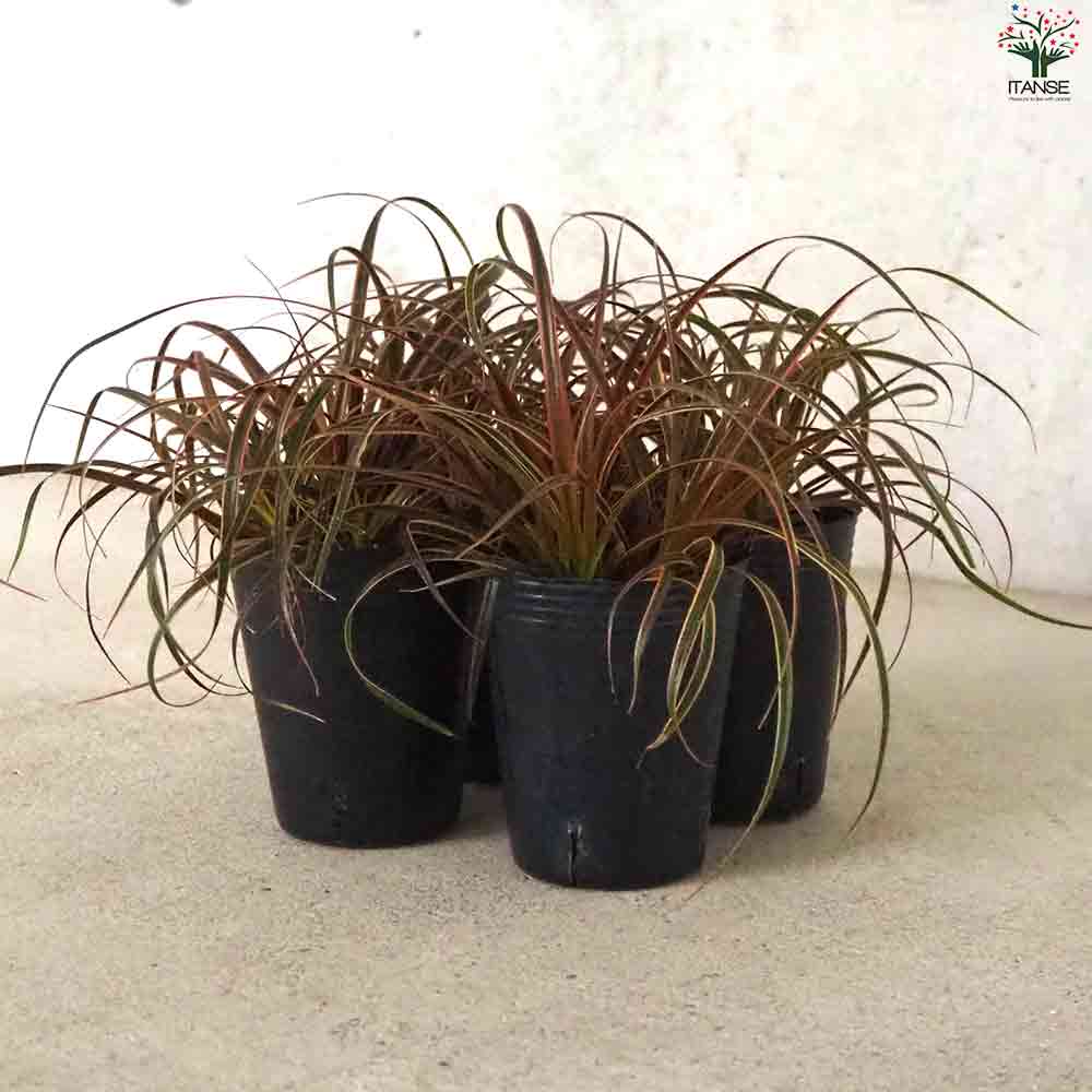 ウンシニア エバーフレーム 【花苗 2.5号ポット】｜ 【植物の