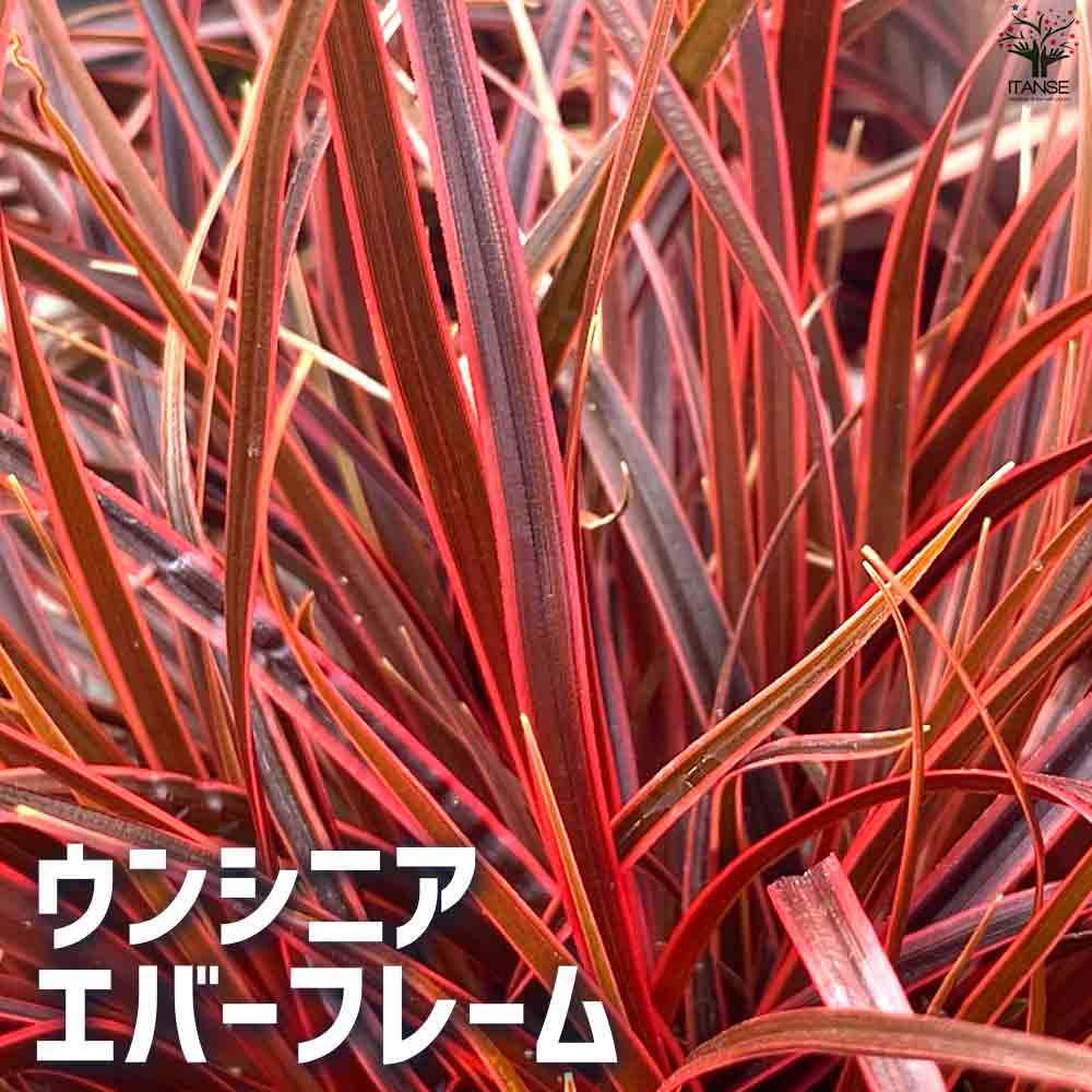 ウンシニア エバーフレーム 【花苗 2.5号ポット】｜ 【植物の