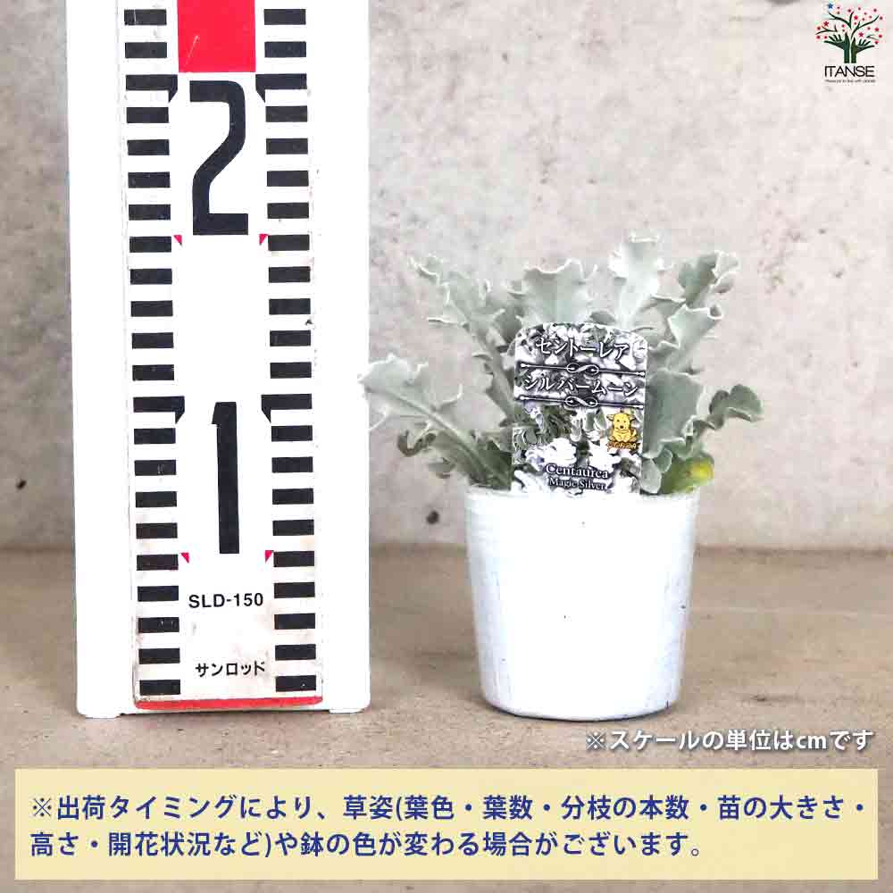 セントーレア シルバームーン 【花苗 3号ポット】｜ 【植物の