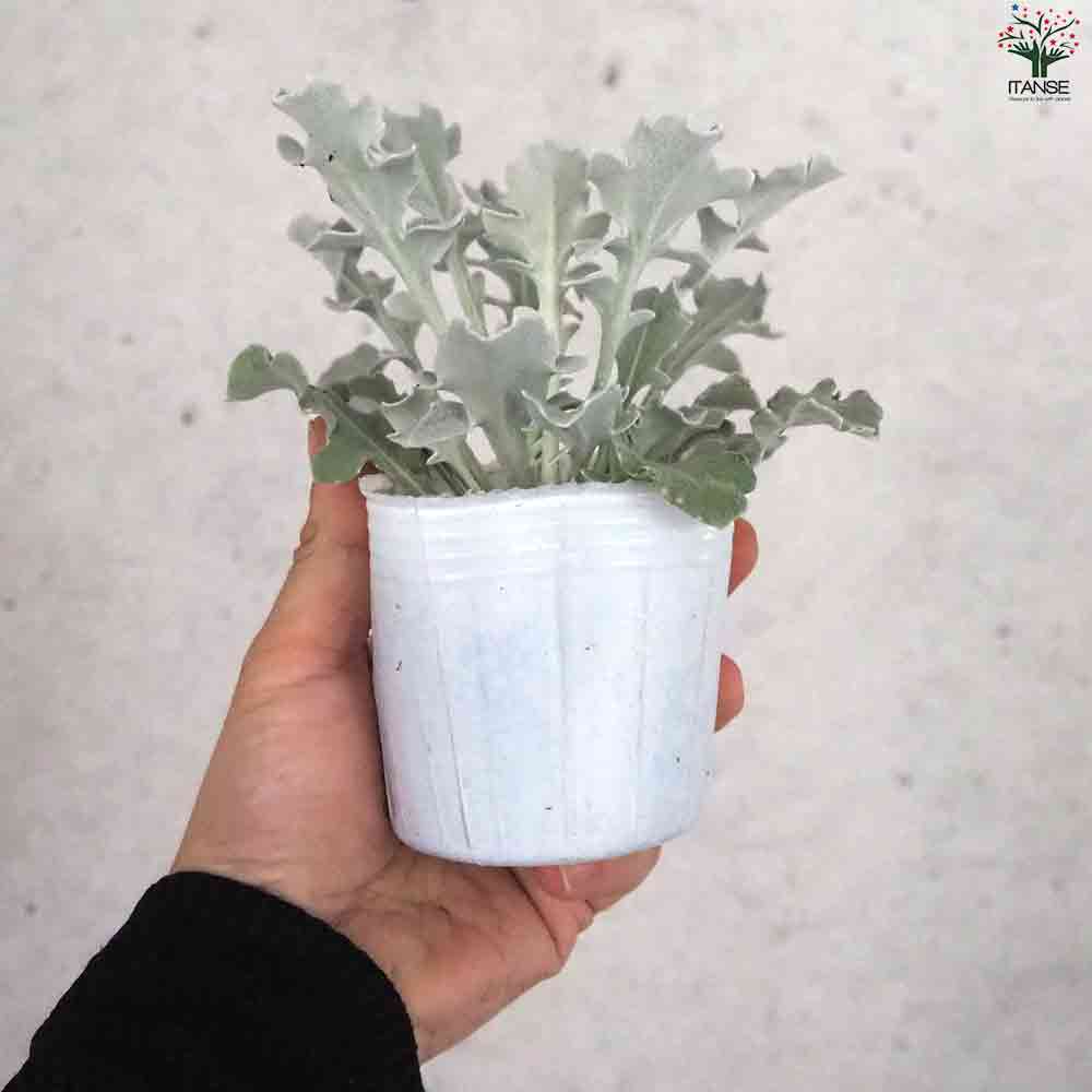 セントーレア シルバームーン 【花苗 3号ポット】｜ 【植物の