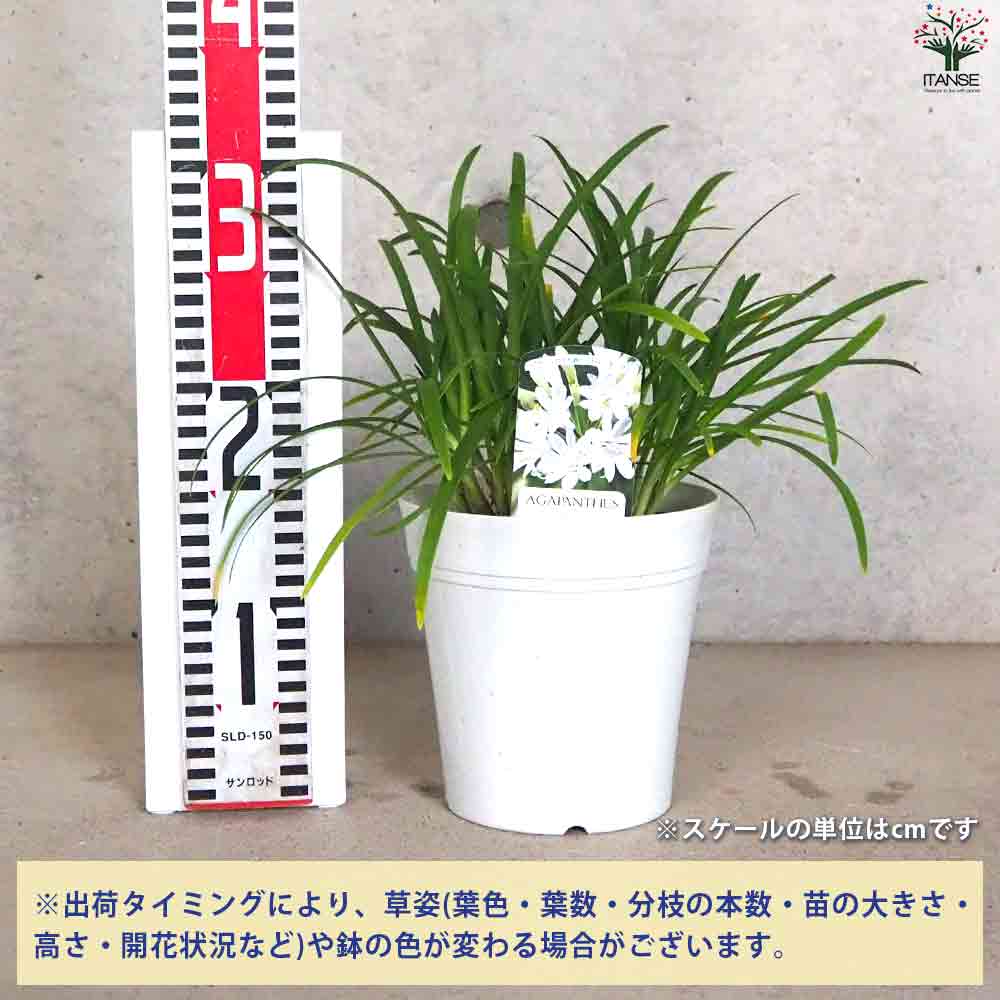 アガパンサス サマーラブ ホワイト 【花苗 5号鉢】｜ 【植物の