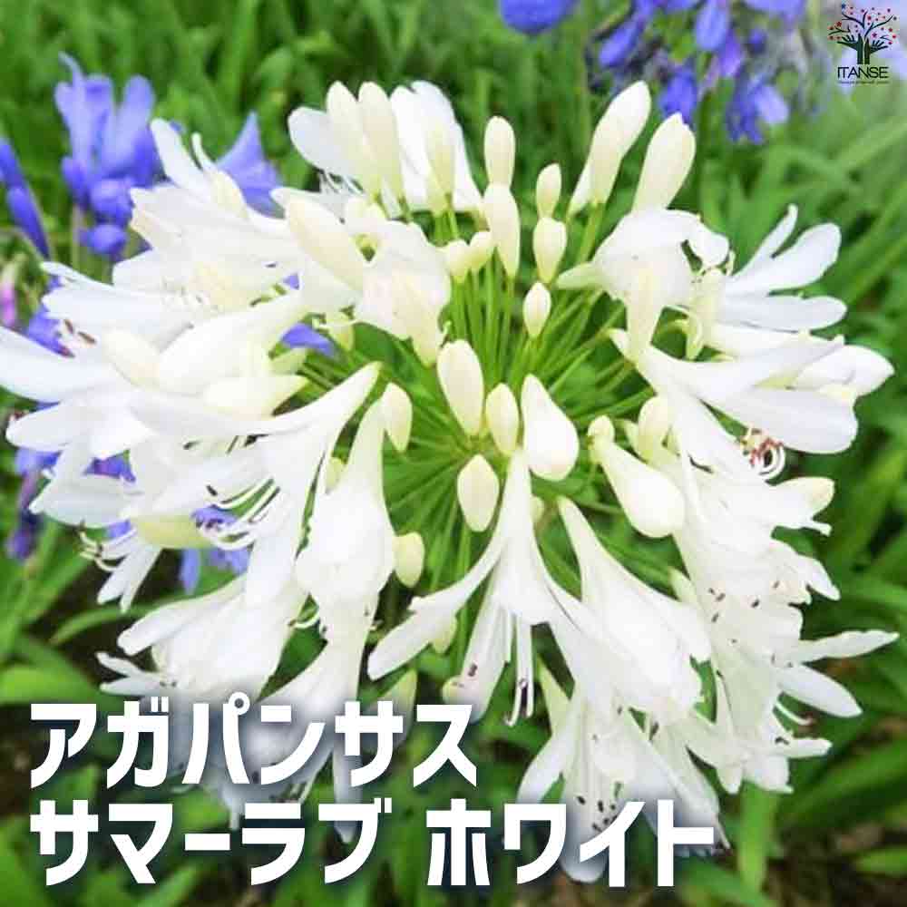 アガパンサスサマーラブホワイト苗 楽天市場】アガパンサス 苗 サマーラブホワイト 10.5cmポット