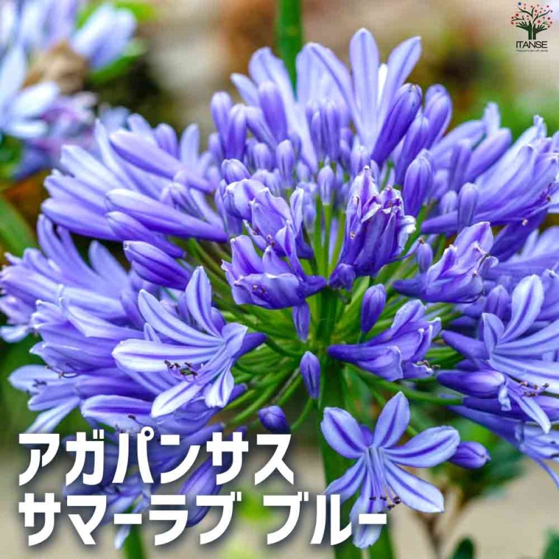 アガパンサス バイオレットキング 【花苗 3.5号】| 【植物の アガパンサス バイオレットキング 【花苗 3.5号】| 【植物の