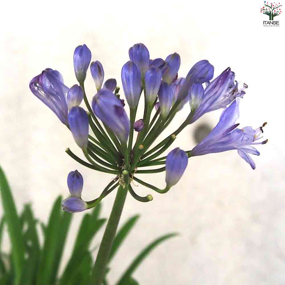 ２色大株　アガパンサス　サマーラブ　苗　白．ブルー　購入品 アガパンサス：サマーラブ2色セット4.5号ポット の通販 | 園芸ネット