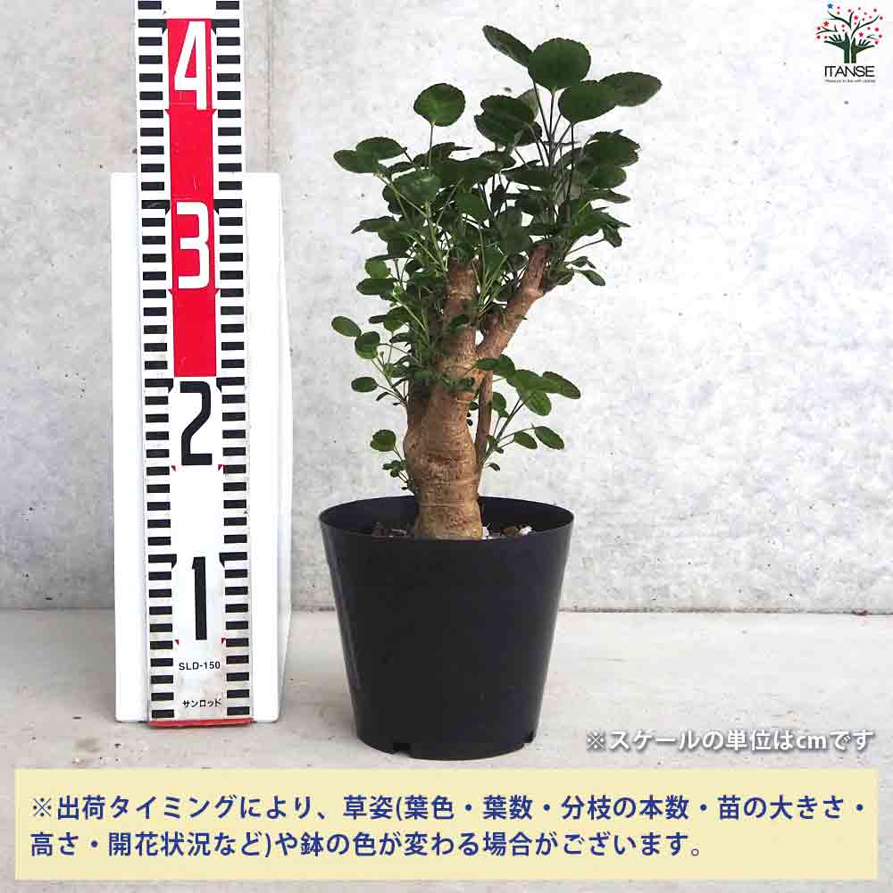 観葉植物 ポリシャス ファビアン 【観葉植物 5号鉢／1個売り