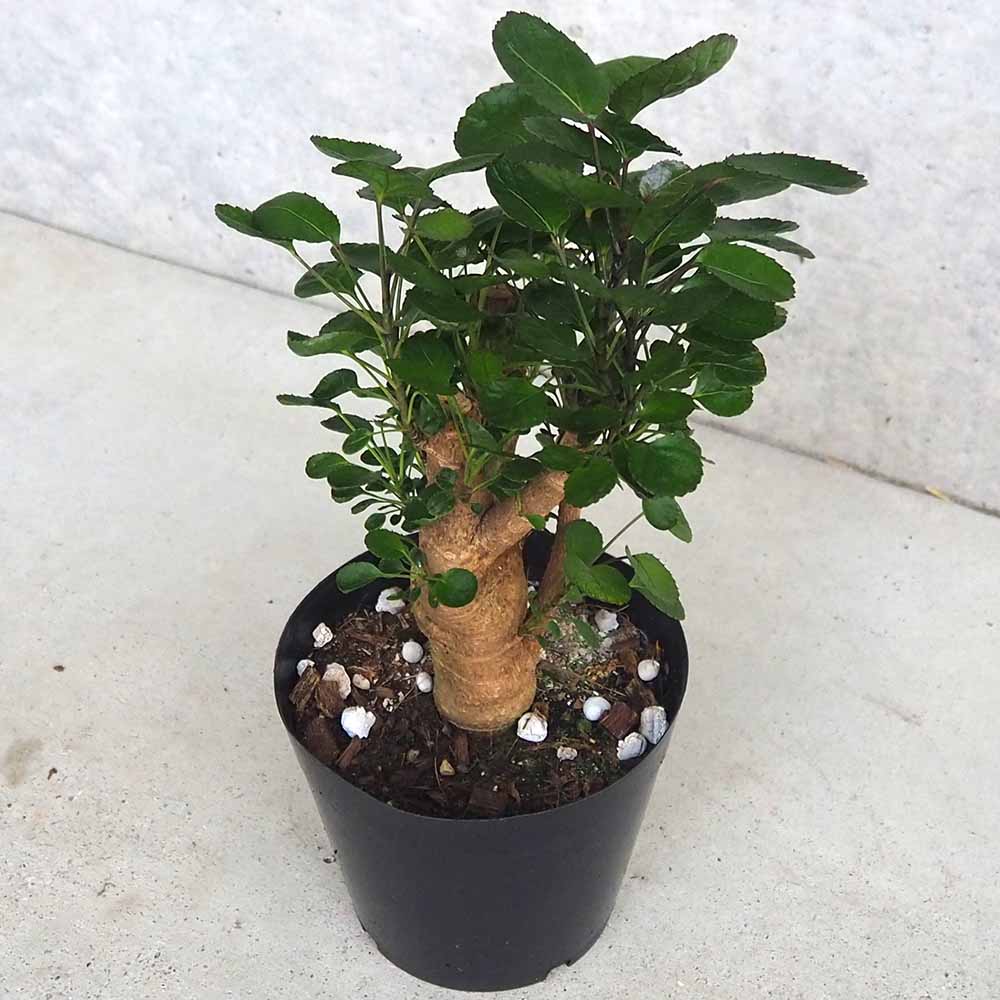 観葉植物 ポリシャス ファビアン 【観葉植物 5号鉢／1個売り】
