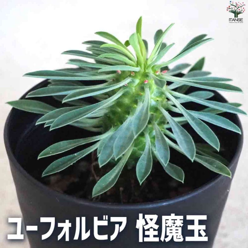 ル4285 「多肉植物」ユーフォルビア フスカ 大 抜き苗【10/20最新到着