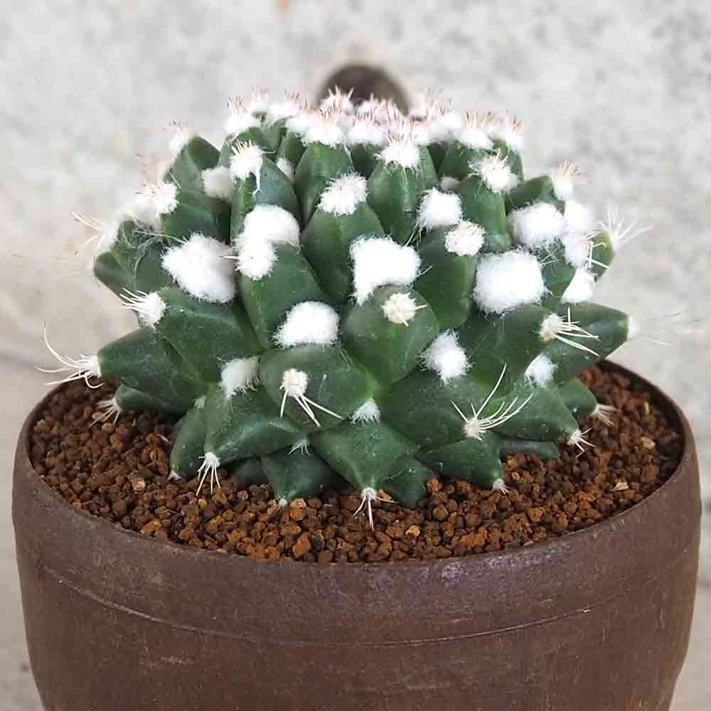 サボテン エルサム 【多肉植物 3.5号鉢】