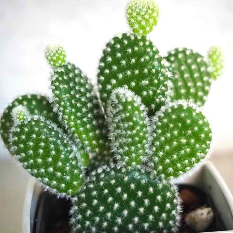 金色の刺 ゴールデンバニー(金烏帽子) 【多肉植物 3号鉢／1個売り