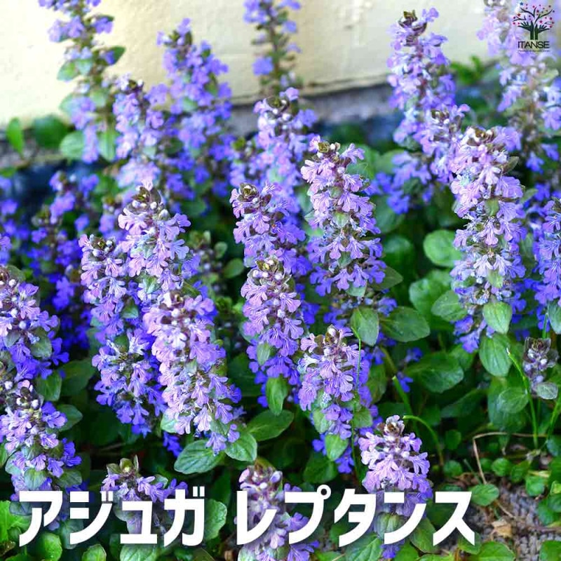 アジュガ シルバー　苗　2ポット分　ネコポス発送 アジュガ シルバー 苗 2ポット分 ネコポス発送 アジュガ シルバー 苗 2