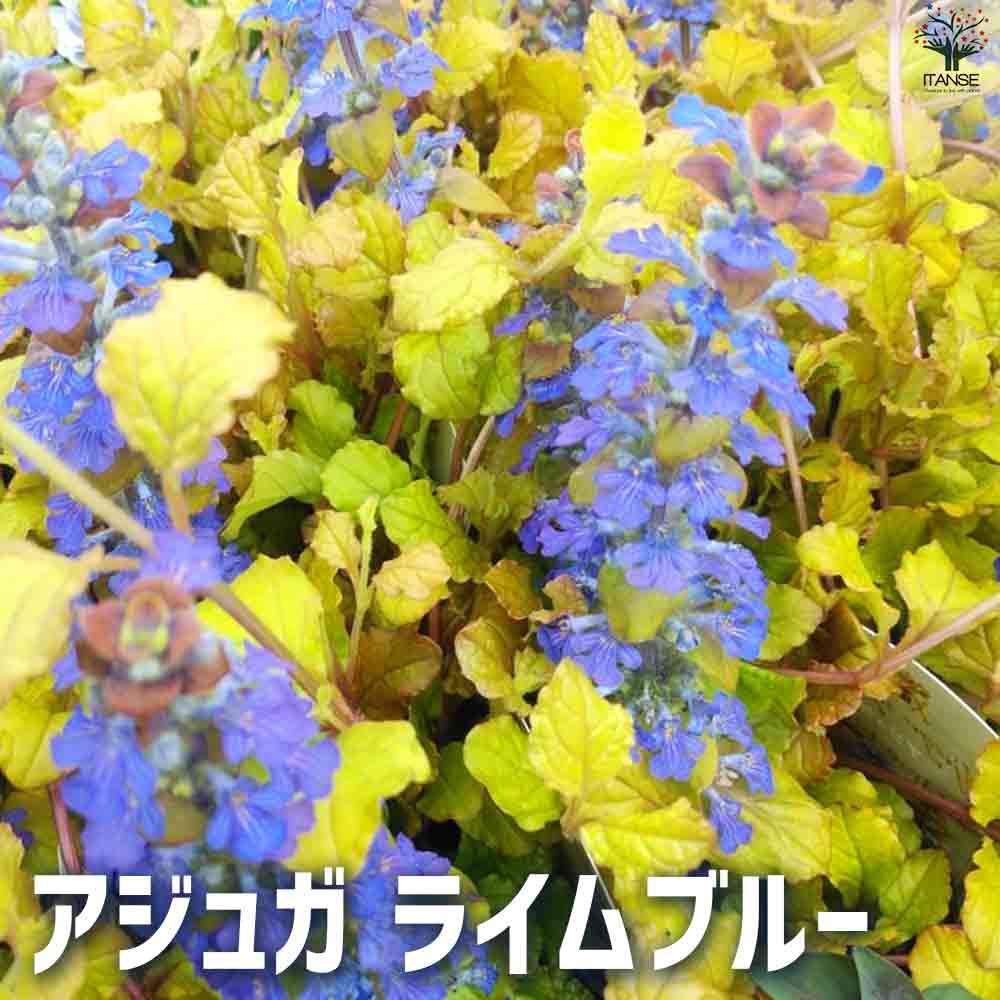 アジュガ ライムブルー 【花苗 3～3.5号ポット】