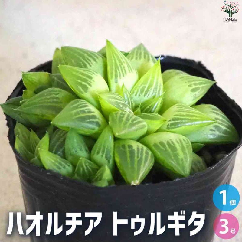 ハオルチア｜【植物のITANSE】全品送料無料・即出荷!