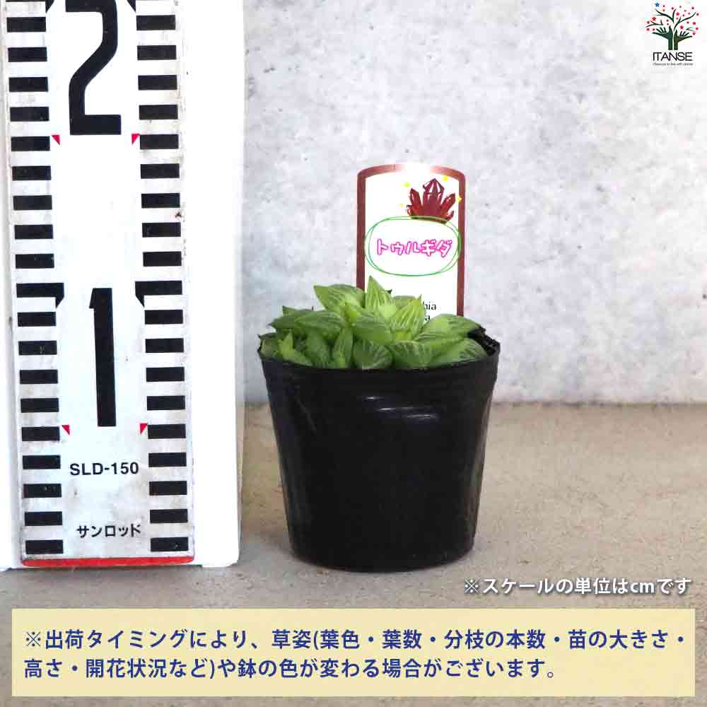 ハオルチア トゥルギタ 【多肉植物 3号ポット／1個売り】｜ 【植物の