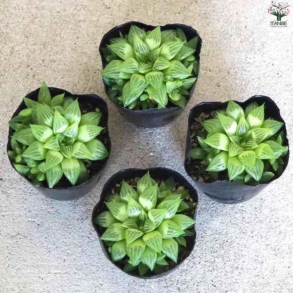 ハオルチア トゥルギタ 【多肉植物 3号ポット／1個売り