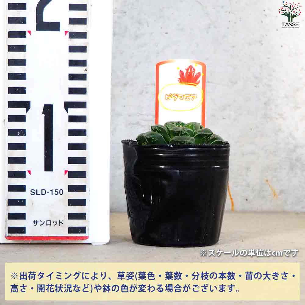 ハオルチア ピグマニア 【多肉植物 3号ポット／1個売り