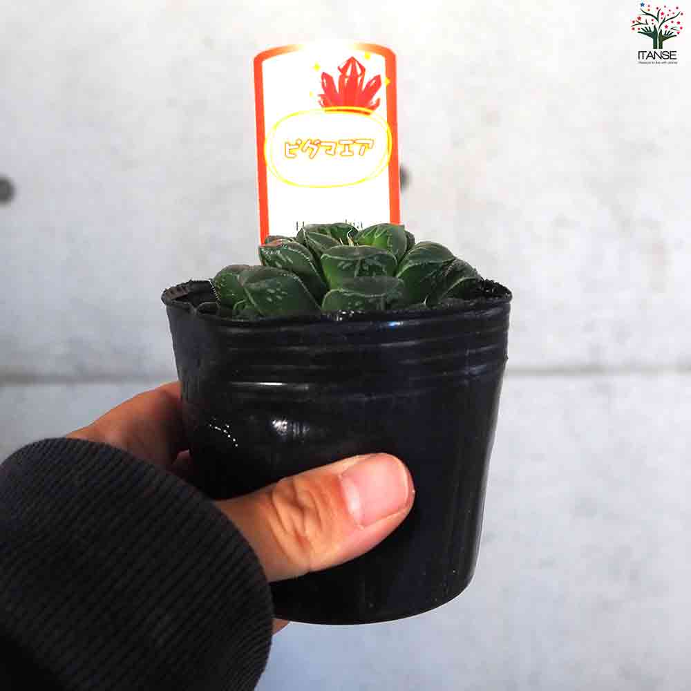 ブリンジー NO.1大型特良 ハオルチオプシス 多肉植物251003