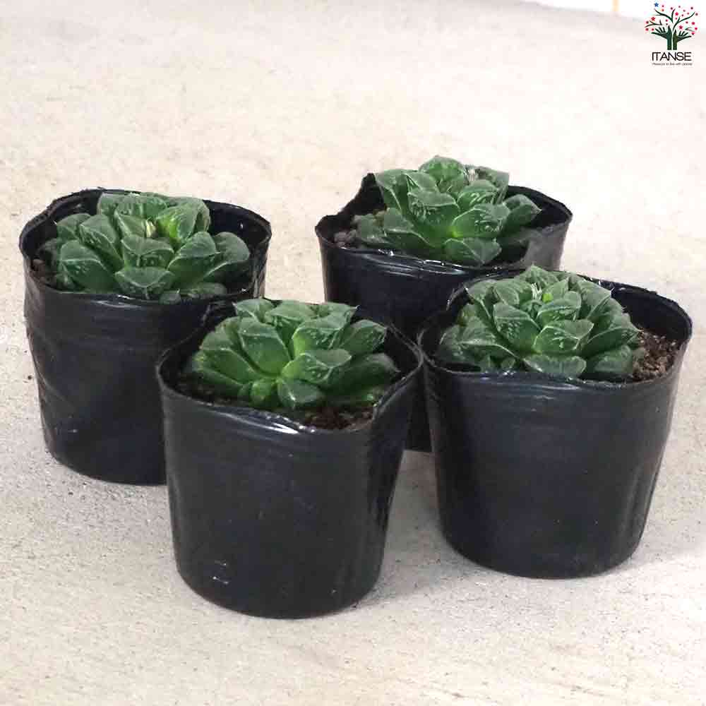 ハオルチア ピグマニア 【多肉植物 3号ポット／1個売り】｜ 【植物の