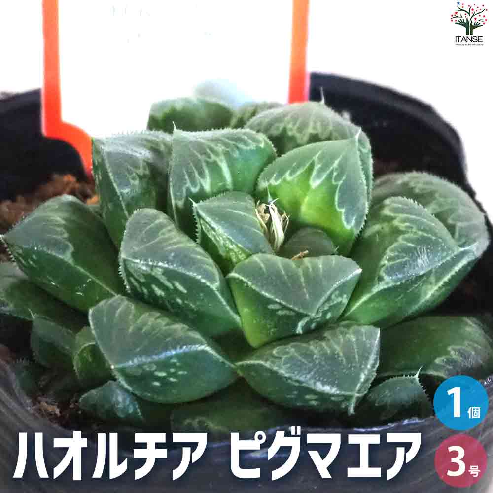 ハオルチア ピグマニア 【多肉植物 3号ポット／1個売り】｜ 【植物の