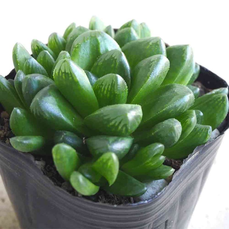 ハオルチア｜【植物のITANSE】全品送料無料・即出荷!