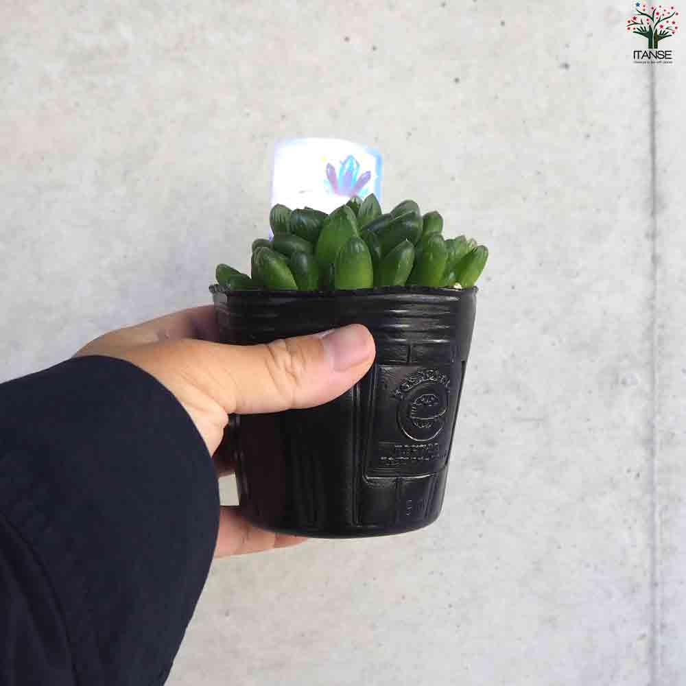 ハオルチア トゥルンカータ 【多肉植物 3号ポット／1個売り】｜ 【植物