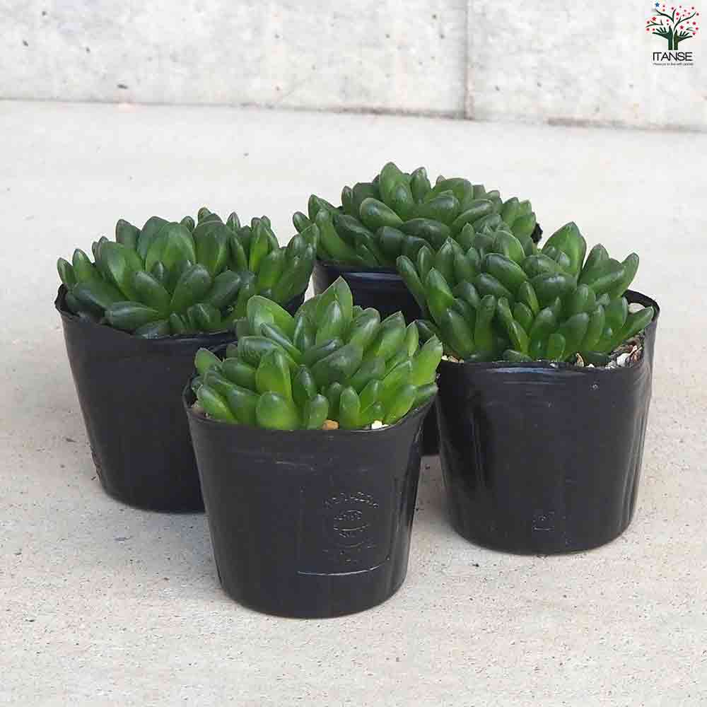 ハオルチア トゥルンカータ 【多肉植物 3号ポット／1個売り】｜ 【植物
