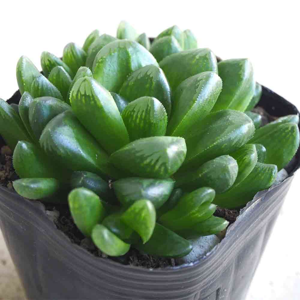 ハオルチア トゥルンカータ 【多肉植物 3号ポット／1個売り】｜ 【植物