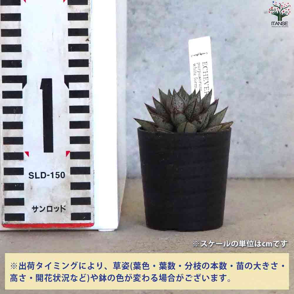 エケベリア パープソルム・ホワイトフォーム 【多肉植物 2.5号鉢／1個
