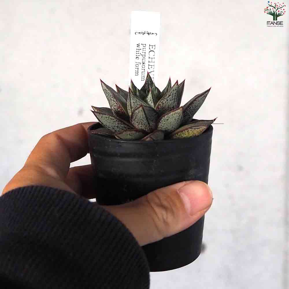 エケベリア パープソルム・ホワイトフォーム 【多肉植物 2.5号鉢／1個