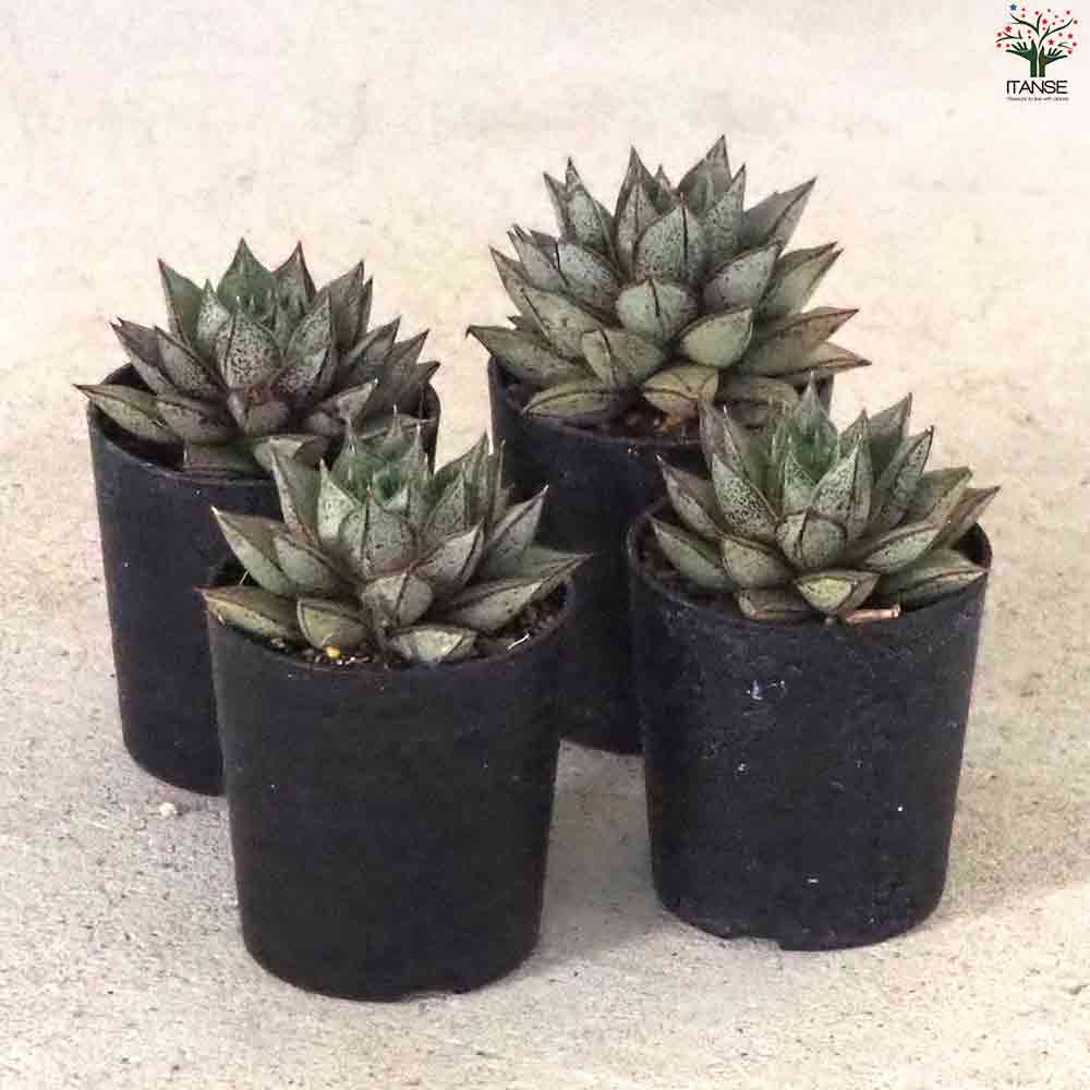 エケベリア パープソルム・ホワイトフォーム 【多肉植物 2.5号鉢／1個