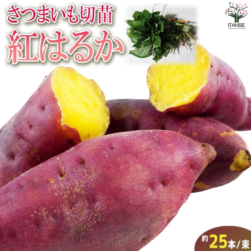 さつまいも切苗 品種：あまはづき【野菜の苗／切苗(約25本/束