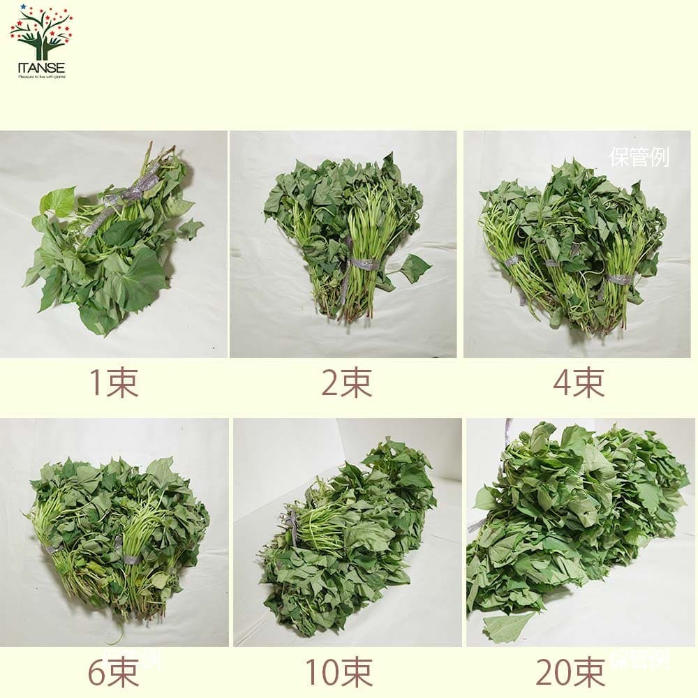 さつまいも切苗 品種：パープルスイートロード【野菜の苗／切苗(約25本