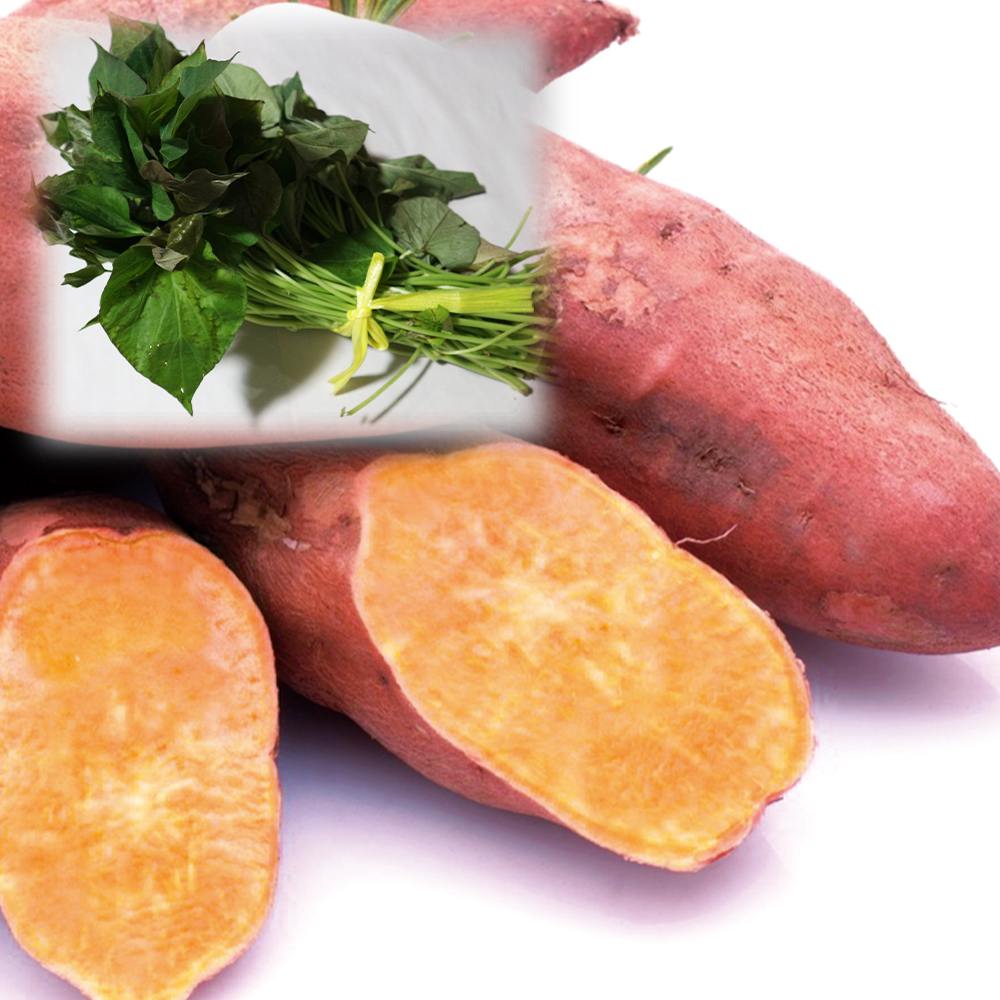 さつまいも切苗 品種：安納芋(あんのういも)【野菜の苗／切苗(約25本/束)】