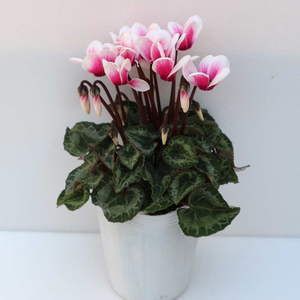 ガーデンシクラメン ベラノ フジネオンピンク【花苗 9cmロングポット】