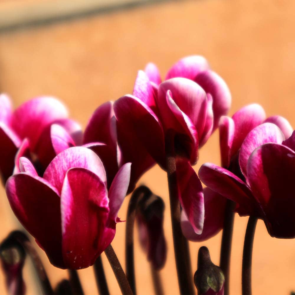 ガーデンシクラメン ベラノ フジダークバイオレット【花苗 9cm