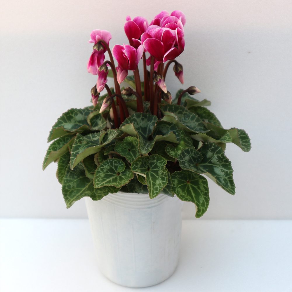 ガーデンシクラメン ベラノ フジダークバイオレット【花苗 9cmロングポット】