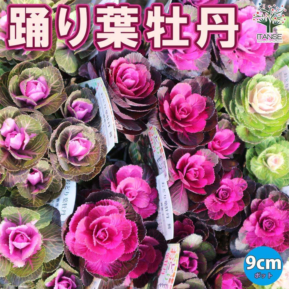 踊り葉ボタン (色見計らい)2個～【花苗 9cmポット】