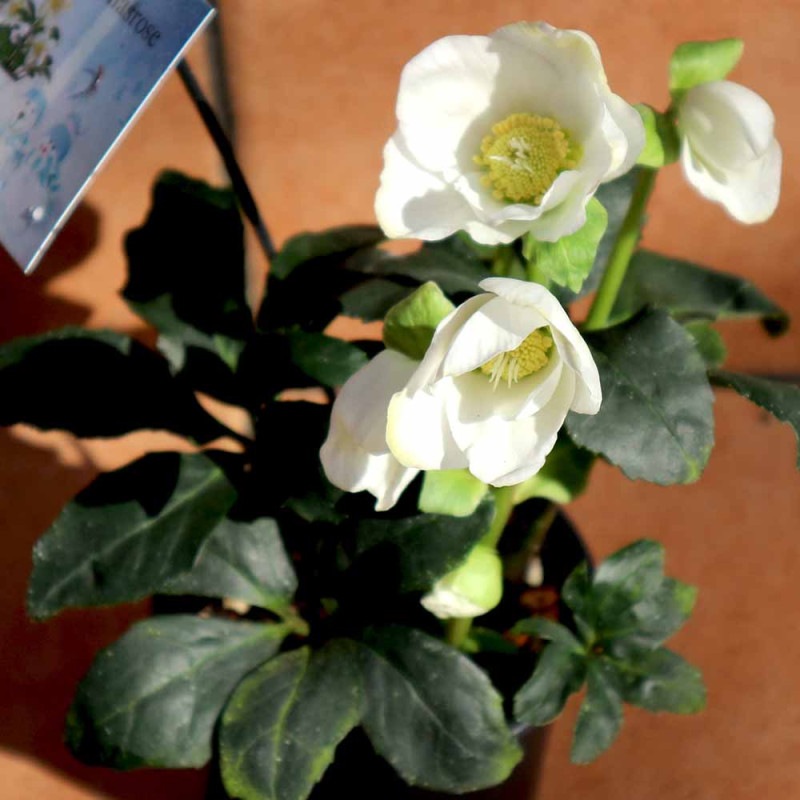 クリスマスローズ｜【植物のITANSE】全品送料無料・即出荷!