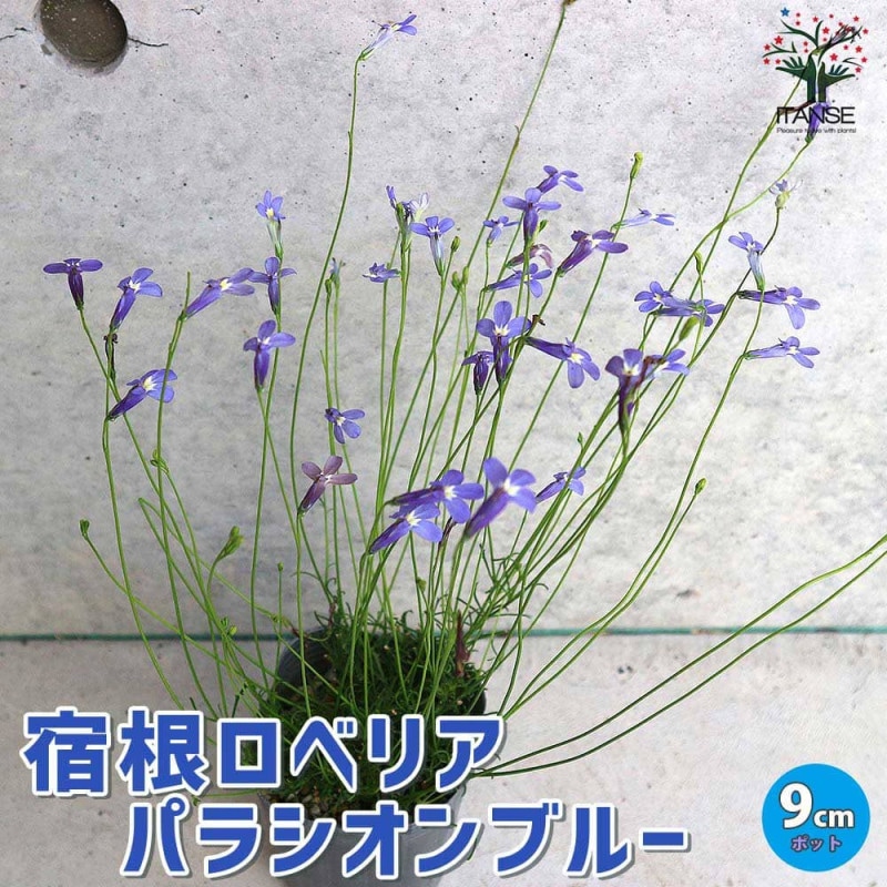 アテモヤ苗木 7号鉢接木苗” 樹高約120cm 1本売り(鉢植えなので